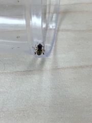 Phyllobaenus pallipennis