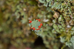 Cladonia polydactyla