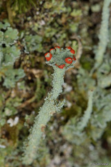 Cladonia polydactyla
