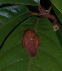 Pseudophoraspis nebulosa