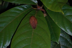 Pseudophoraspis nebulosa