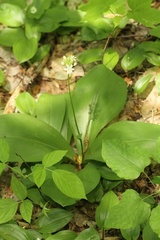 Clintonia umbellulata