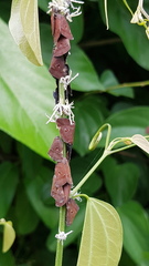Ricania guttata