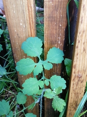 Chelidonium majus