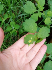 Chelidonium majus