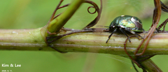 Menida