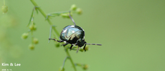 Menida