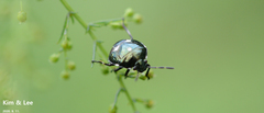 Menida