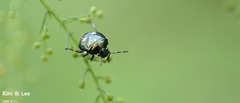 Menida