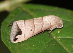 Bocula bifaria