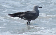 Leucophaeus modestus