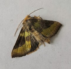 Diachrysia chrysitis