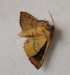 Diachrysia chrysitis