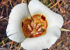 Calochortus vestae