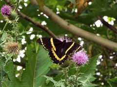 Papilio garamas garamas