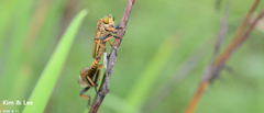Cophinopoda