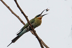 Merops philippinus