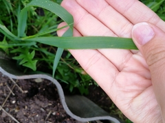 Elymus repens