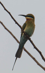 Merops philippinus