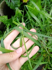 Elymus repens