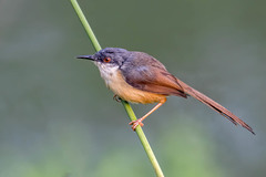 Prinia socialis