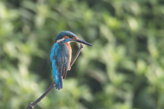 Alcedo atthis