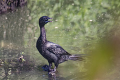 Microcarbo niger