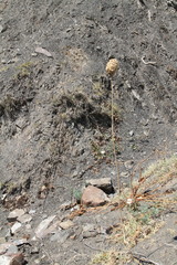 Allium atroviolaceum