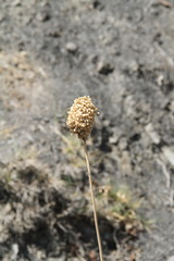 Allium atroviolaceum