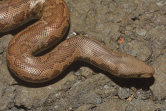 Eryx whitakeri