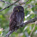 Asian Barred Owlet - Photo (c) Vijay Anand Ismavel, some rights reserved (CC BY-NC-SA), uploaded by Dr. Vijay Anand Ismavel MS MCh