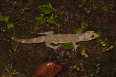 Hemidactylus prashadi