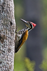 Chrysocolaptes guttacristatus