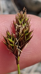 Carex proposita