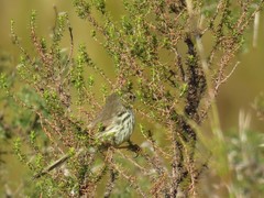 Prinia maculosa exultans