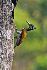 Chrysocolaptes guttacristatus