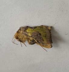 Diachrysia chrysitis