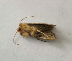 Diachrysia chrysitis