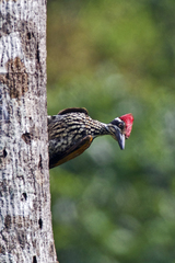 Chrysocolaptes guttacristatus