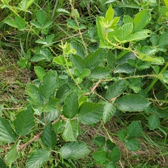 Rubus fruticosus