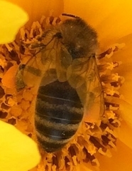 Apis mellifera
