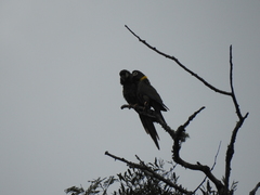 Primolius auricollis