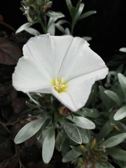 Convolvulus cneorum