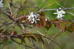 Amelanchier interior