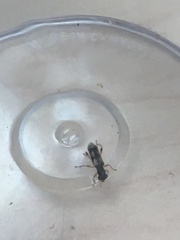 Phyllobaenus pallipennis