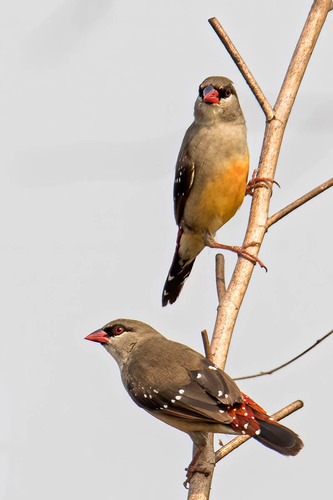 Bengali rouge, femelle