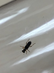 Phyllobaenus pallipennis