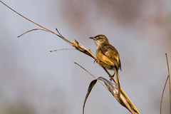 Prinia inornata