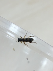 Phyllobaenus pallipennis