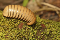 Arthrosphaera